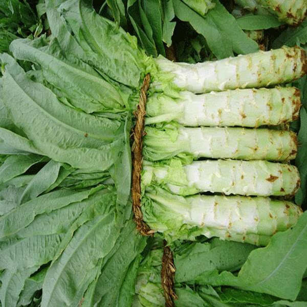 江苏农家菜香莴苣紫叶莴笋青笋新鲜应季蔬菜露天种植整箱生鲜 3斤