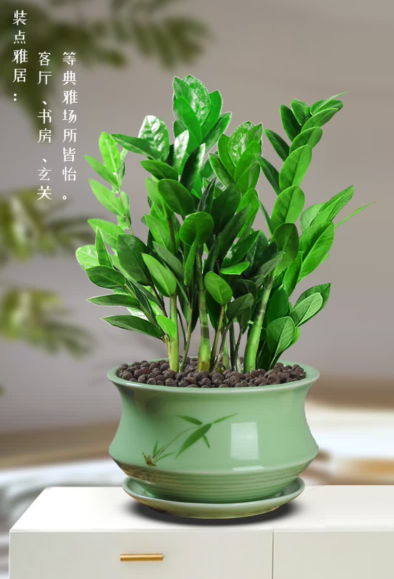 金钱树盆栽植物室内四季常青花卉客厅钱串子树办公室大型绿植 超大棵