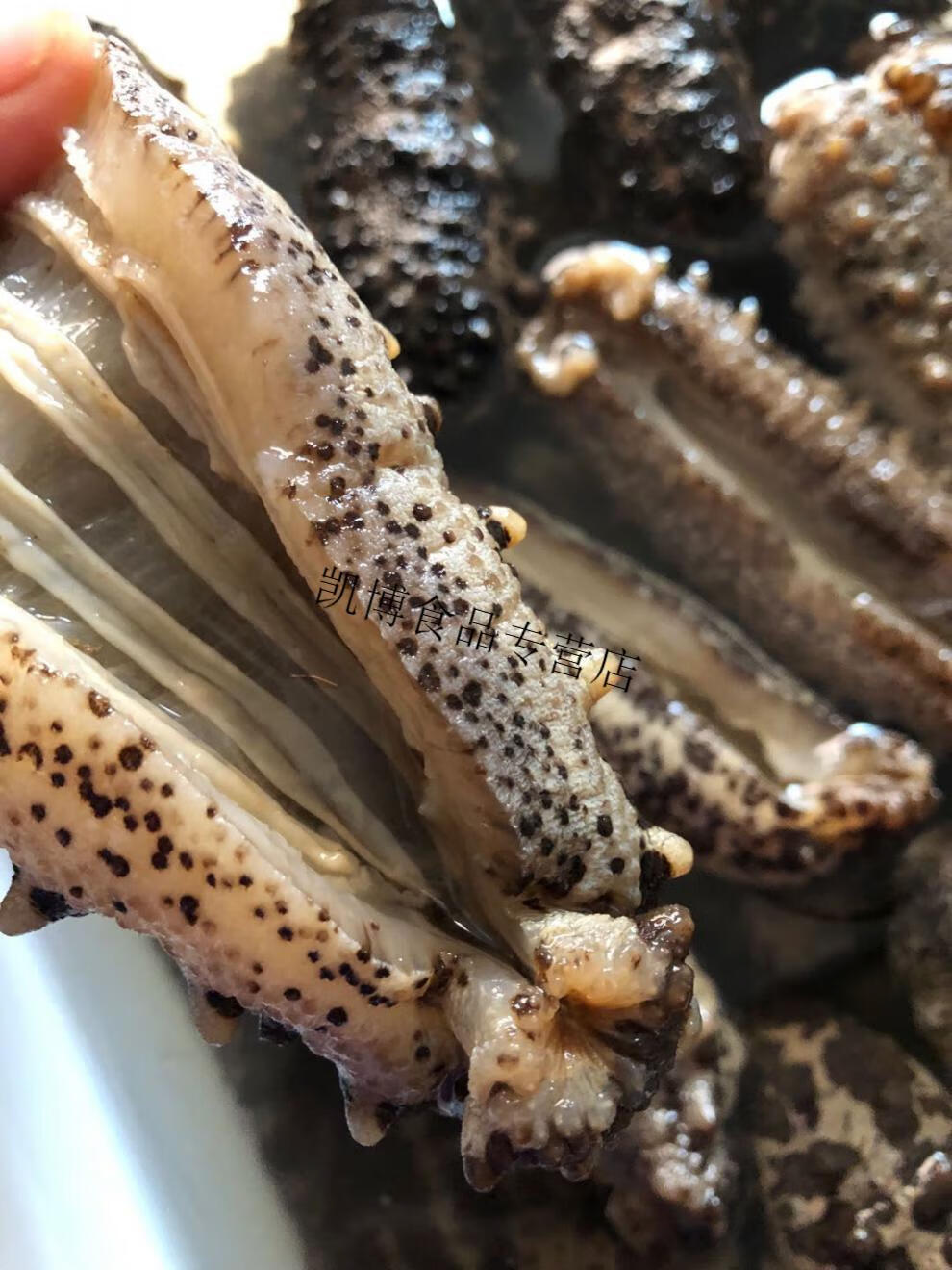 美国海参 南美参 美国海参 淡干墨西哥湾刺参 高高涨发营养好 100-150