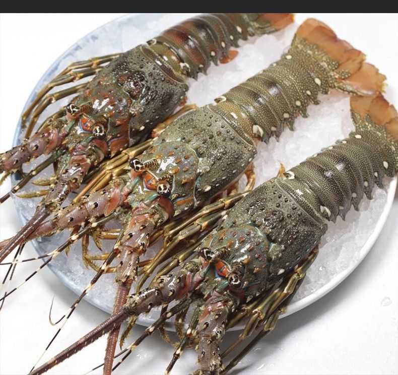 鲜活急冻大龙虾小青龙澳洲龙虾特大龙虾超大花龙速冻广