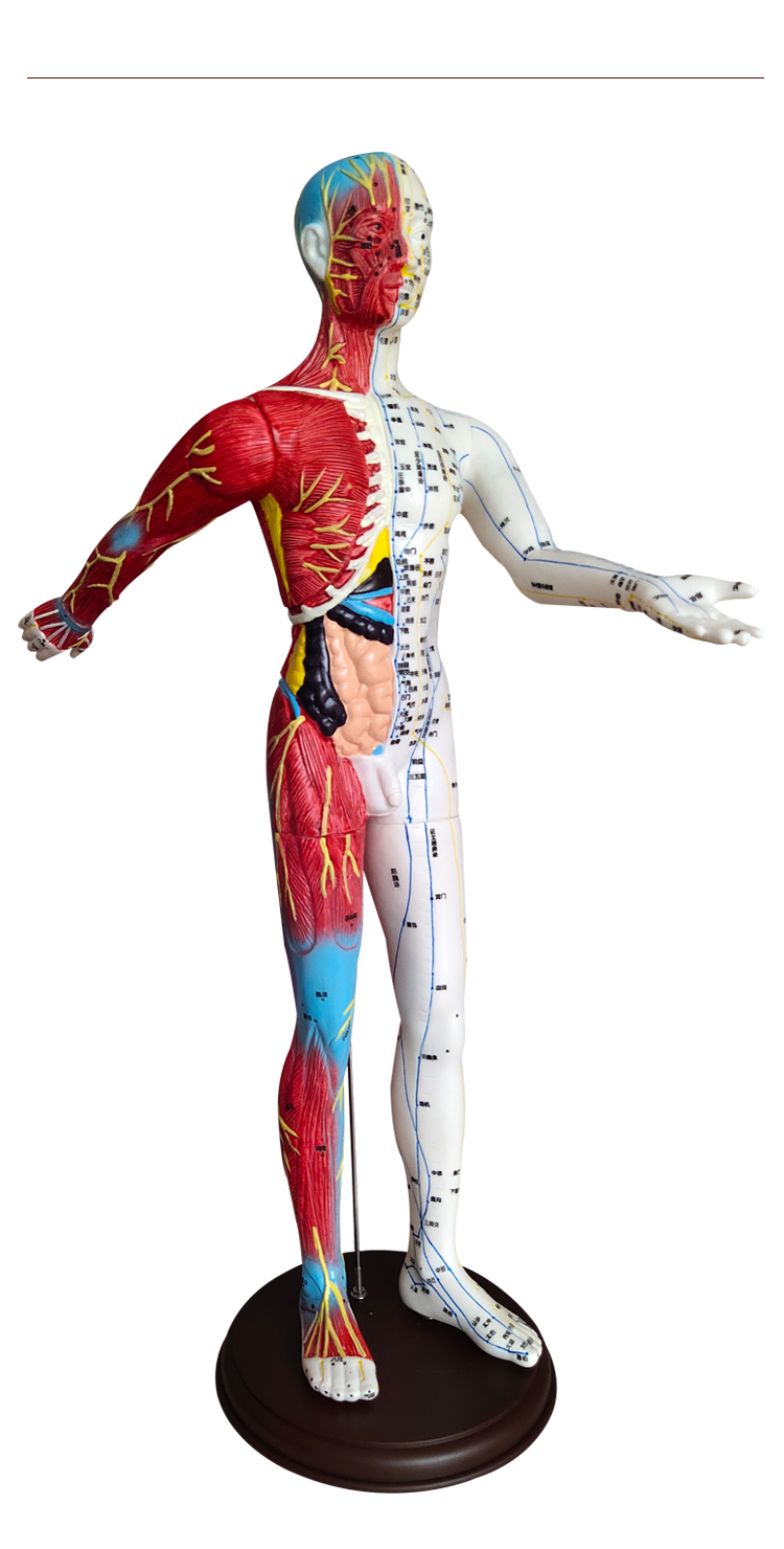 中医针灸穴位人体模型扎针教学男女全身十二经络小皮人硅胶模特图 60