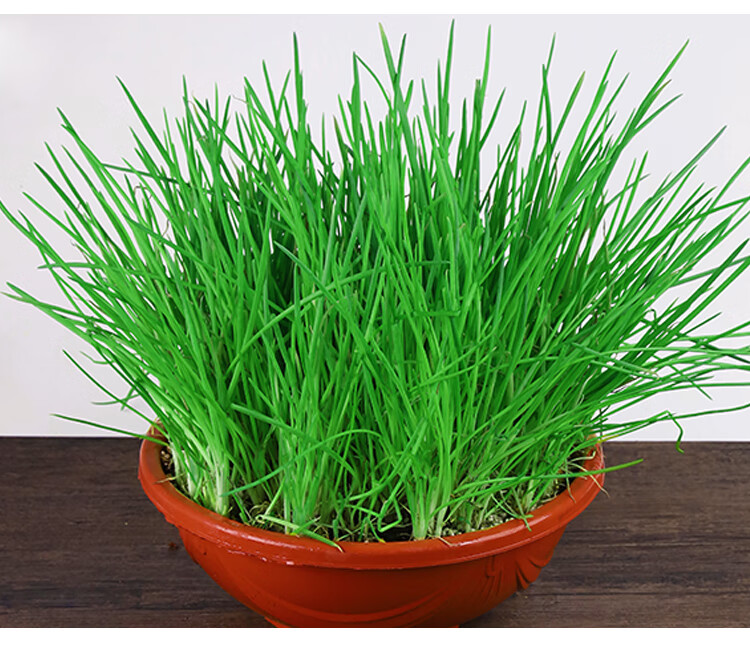 葱种四季小香葱种子盆栽种苗红葱头小葱种籽香葱苗火葱阳台蔬菜孑