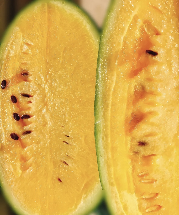 [预售]三林塘崩瓜本特产老滨瓜现摘鲜水果西瓜清凉解暑2个装8斤上下