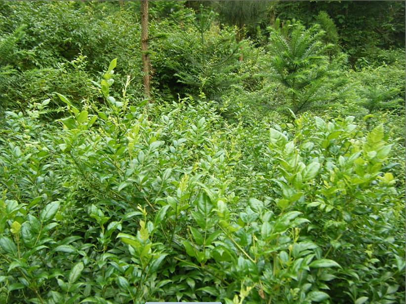 张家界野生莓茶走遍湘西莓茶长寿藤茶咽喉苦甘露