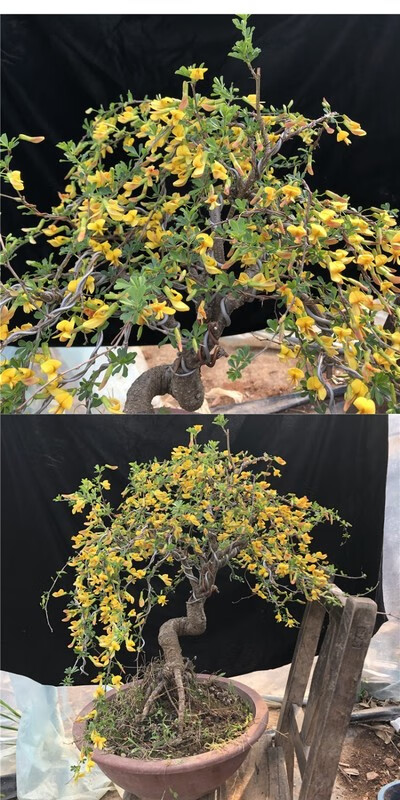 黄金雀盆景树桩 花卉造型 庭院阳台造型老桩提根金雀梅锦金丝雀黄金雀