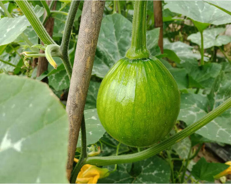 媚调云南小南瓜新鲜南瓜嫩瓜绿皮青皮南瓜时令当季蔬菜 3斤【精选】