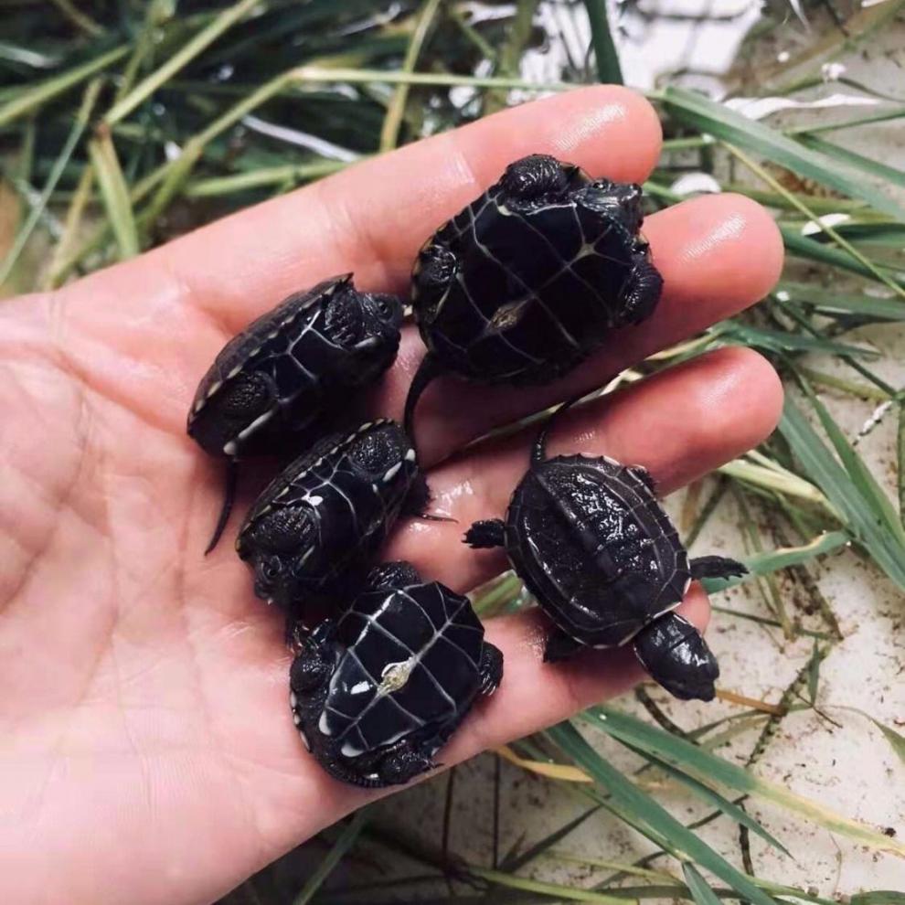 墨龟活体 墨龟顶墨龟乌龟活体宠物乌龟好养乌龟苗外塘中华草龟观赏龟