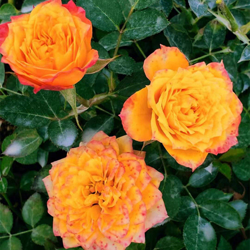 钻石玫瑰红钻月季花苗盆栽四季开花欧月浓香灌木阳台绿植物花卉 夏日