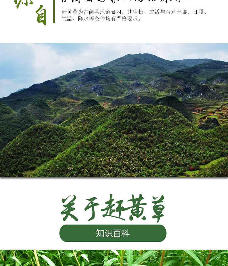 古蔺赶黄草杆赶黄草配赶黄草叶赶黄草花肝茶250g500g散装赶黄草杆250