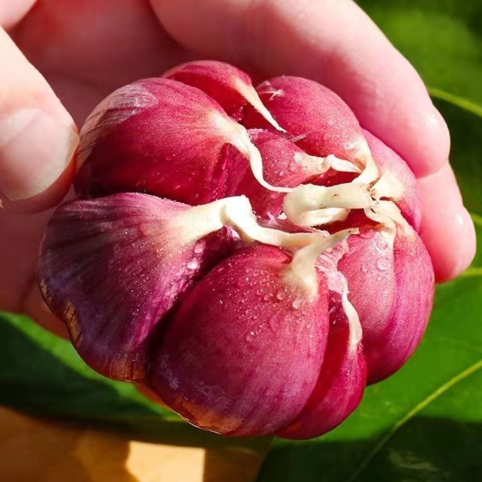 现挖湿蒜云南新鲜红皮鲜蒜紫皮多瓣蒜现挖湿蒜紫皮多瓣大果5斤
