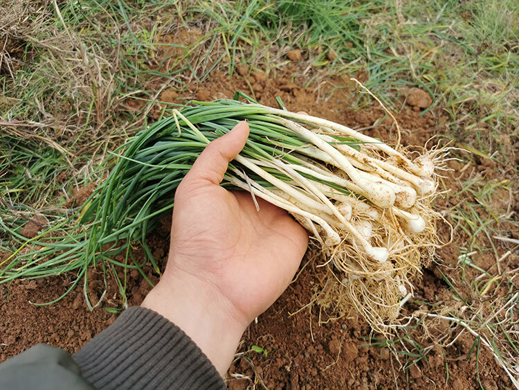 新鲜野葱野菜深山现挖现发小根蒜胡葱葱百香葱野菜苦藠头薤白 250g