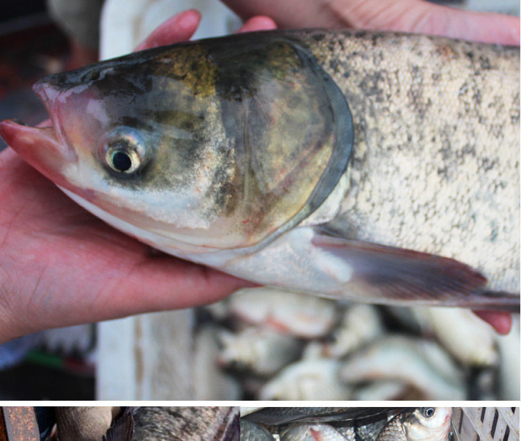 花鰱魚現殺胖頭魚新鮮鱅魚花鰱魚頭雄魚淡水魚花鰱整條殺後淨重3斤