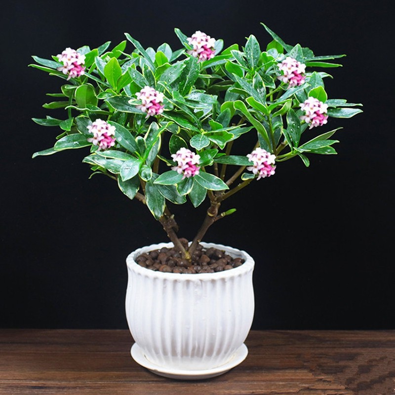 千里香蓬莱花金边瑞香盆栽阳台室内办公桌好养植物绿植浓香型冬季花卉