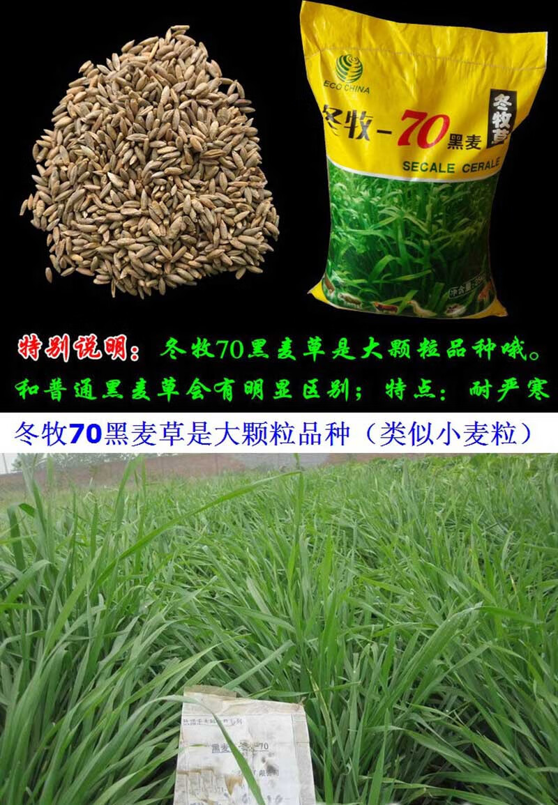 牧草种子养殖四季多年生黑麦草种籽高丹草鸡鸭鹅猪牛羊兔鱼草种子 -量