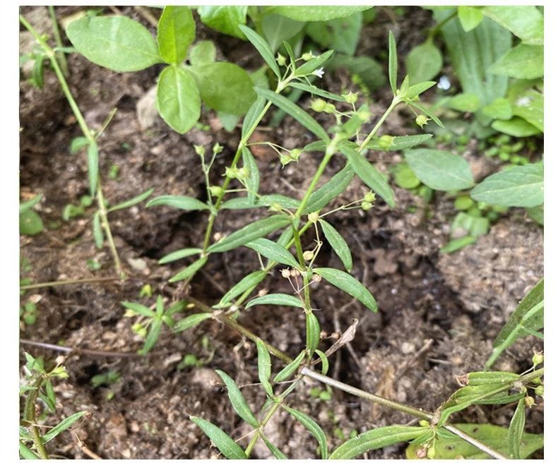 野生白花蛇舌草百花蛇舌草干净足干天然精选新货煲汤泡水 半枝莲500g