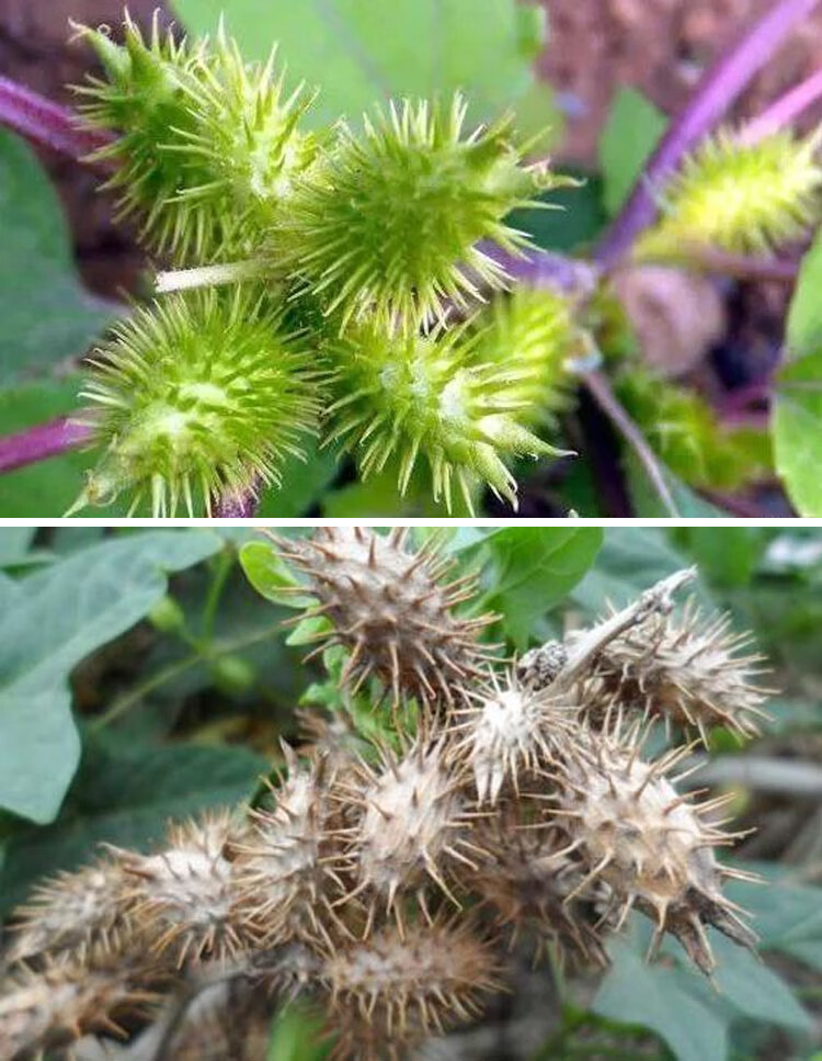qcdd成熟带刺毛苍耳种子新货苍耳子中药材 怀旧棉草狼种子小时候 苍耳