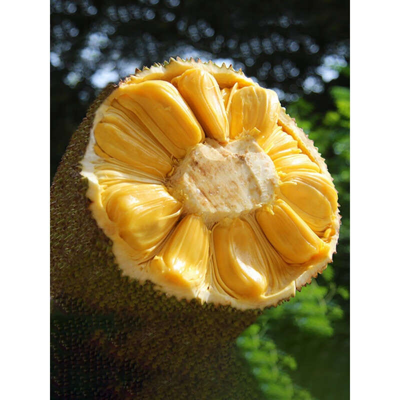 海南三亚菠萝蜜新鲜水果波罗蜜当季整箱特产2040斤一整个红0斤超值