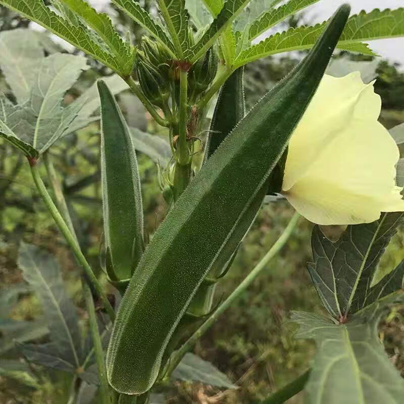 蔬菜種子四季播種陽臺庭院盆栽蘿蔔生菜香菜生菜草莓黃瓜籽孑 菠菜