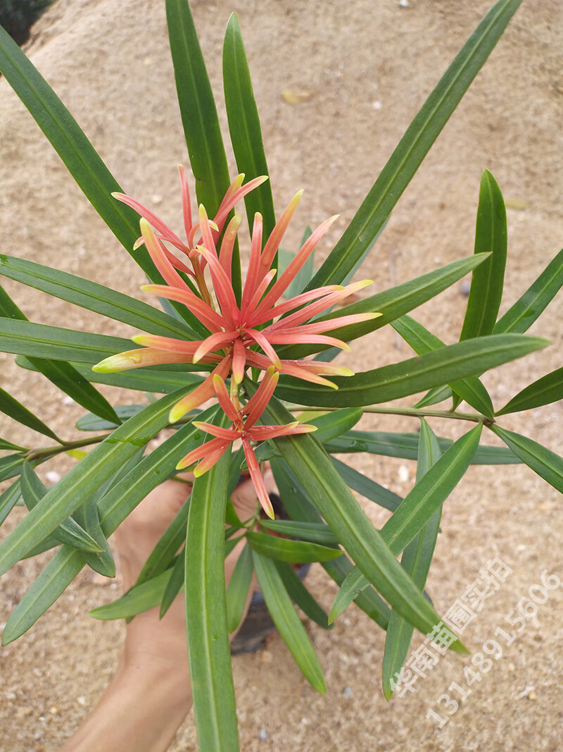 豹点罗汉松盆景树苗小叶红芽室内好养造型树老桩盆栽四季常青造景植物