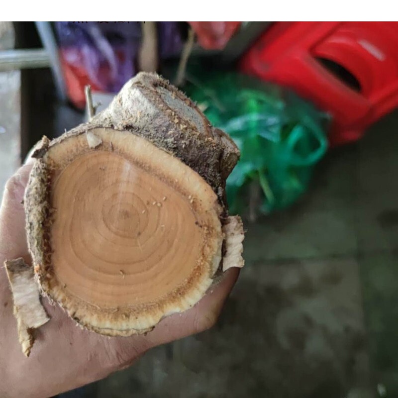 新鲜猫尾树根猫尾薯500g