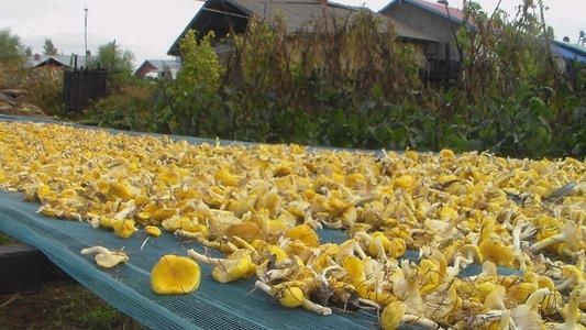 阿尔山野生小黄蘑晾晒,兴安盟特产全国更多参数>>包装形式:袋装净含量