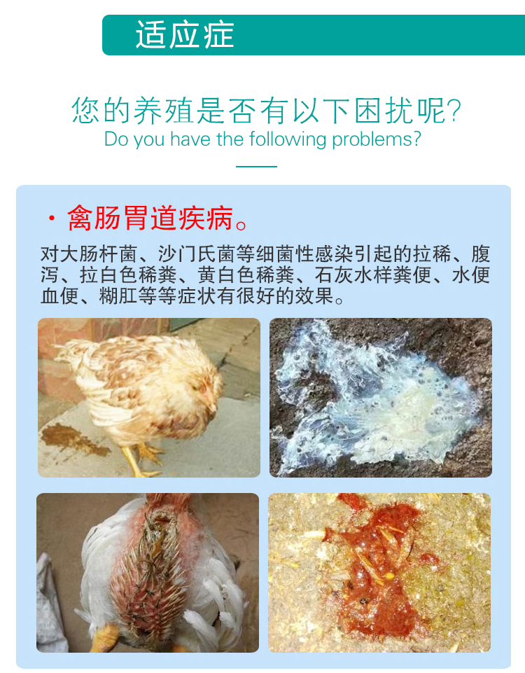 獸用杆立克雞藥鴨大腸桿菌病楊樹花雞白痢藥腸炎獸藥禽藥止痢雞用