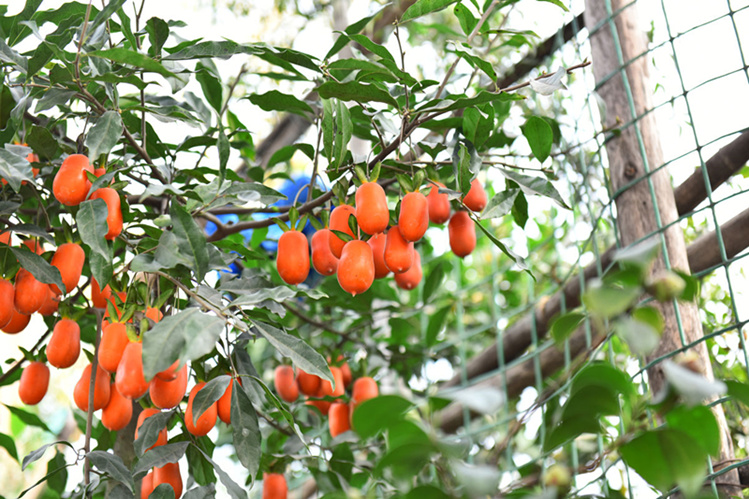 qcdd新采金弹子种子鸡血红老鸦柿种子乌柿葫芦果灯泡型盆景树种子人参