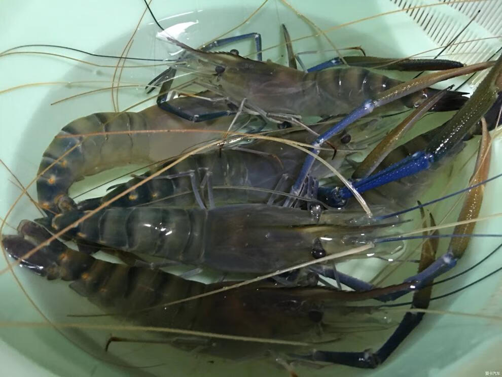 zxc罗氏沼虾苗 纯淡水虾苗 罗氏虾 虾苗 太湖2号 观赏鱼 5000尾【图片