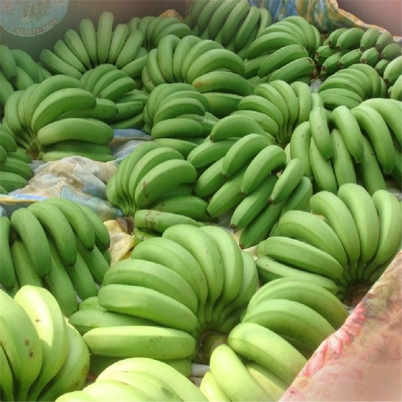 天宝香蕉 banana 绿香蕉 生香蕉水果5斤装
