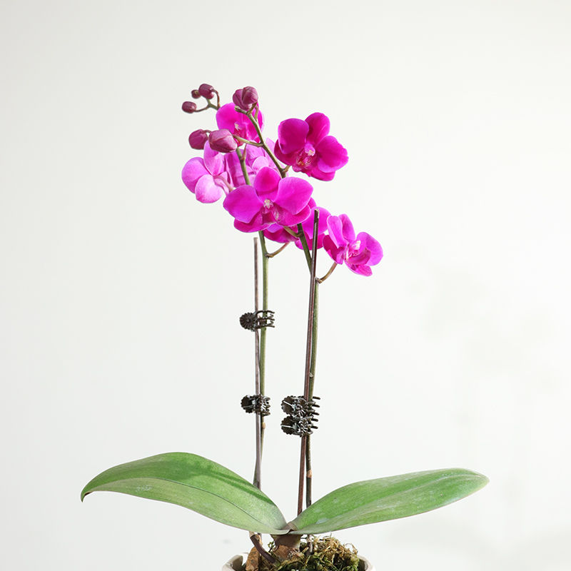 【金边小飞象】蝴蝶兰盆栽带花苞带盆花期长室内客厅花卉春节开花 田