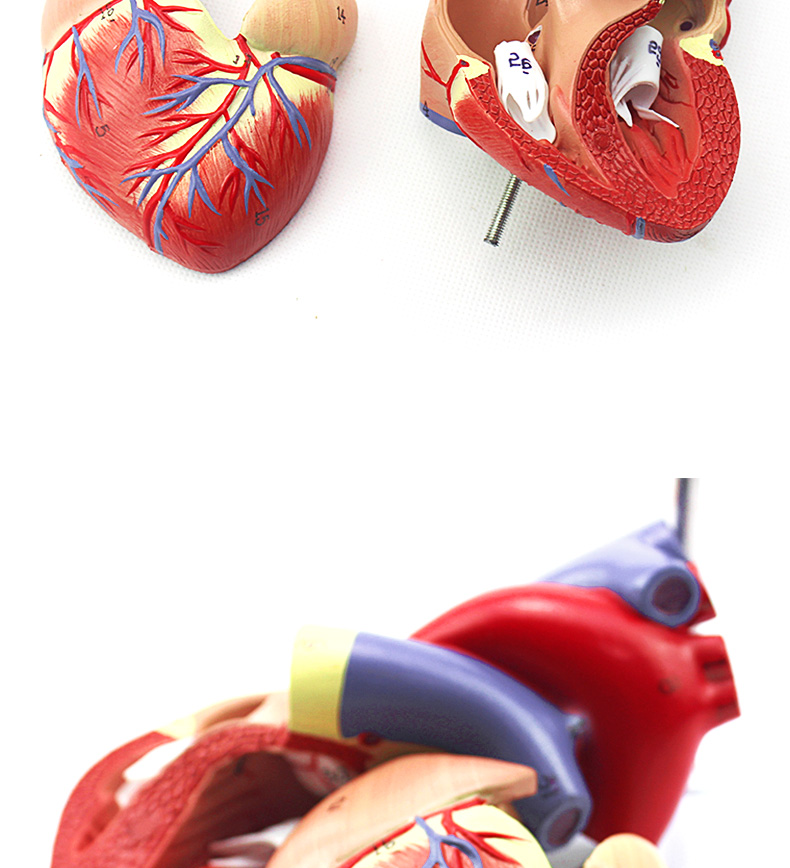 冠状动脉心血管血液循环解剖器官玩具雅德透明心脏模型数字标识说明书