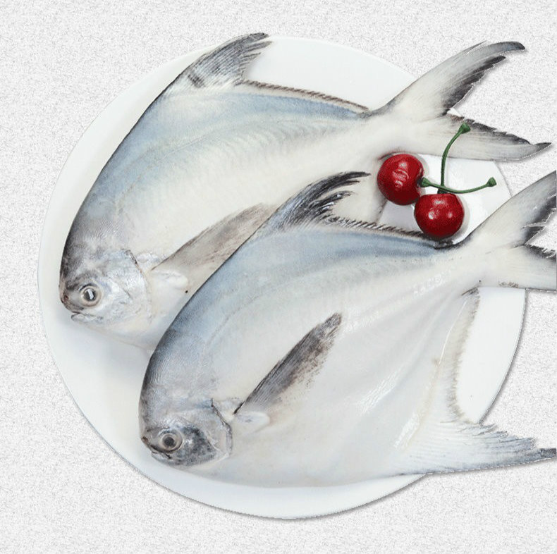 银鲳鱼新鲜冷冻海昌鱼平鱼白鲳鱼海鲜海鱼康胜谊中号10条斤不带箱净鱼