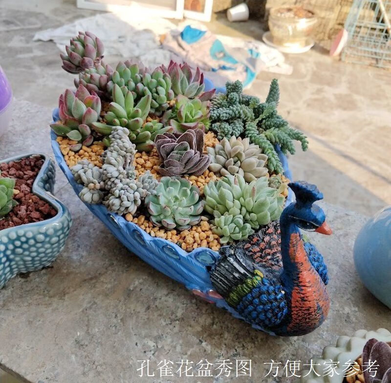孔雀多肉花盆动物造型大口径创意个性可爱肉肉拼盘组合盆栽绿色孔雀