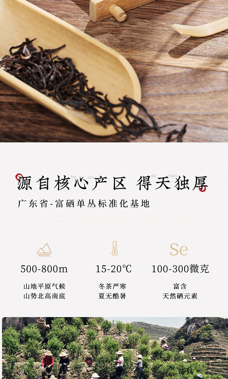 乌岽锯垛仔单丛单丛茶潮州功夫茶礼盒装清香型春单枞500g【图片 价格