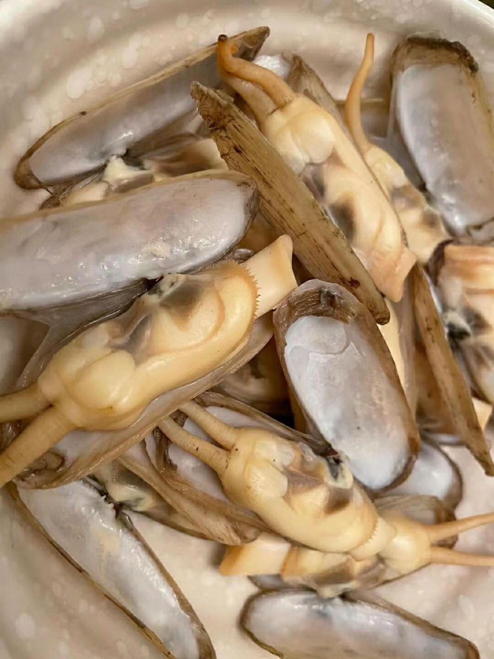 新鲜蛏子鲜活海兔子三门小海鲜干蛏带泥不泡水现挖三门产地直发3斤装