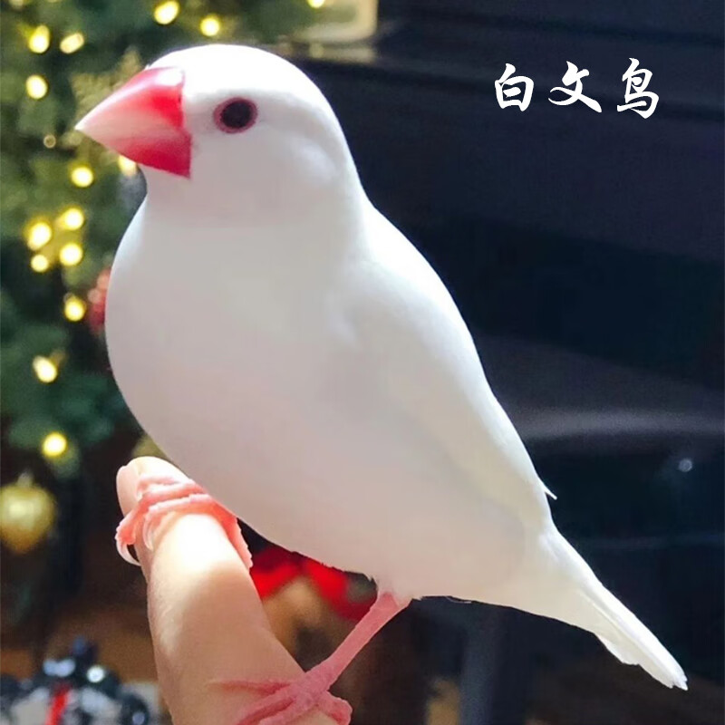 珍珠鸟活体白灰灰珍珠送粮观赏宠物鸟活物小体手养珍珠 稀有驼色珍珠