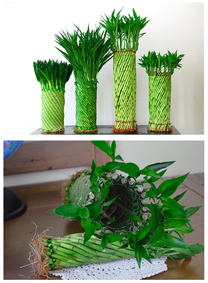 带根好养富贵竹植物水养发财竹客厅室内四季常青大型绿植花卉盆栽