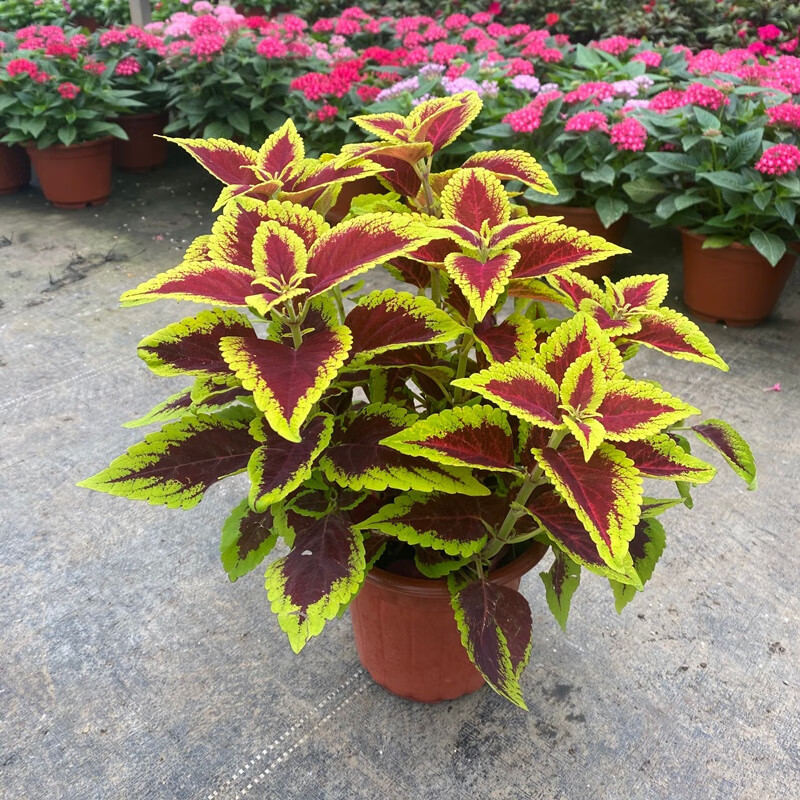 彩叶草盆栽彩叶草盆栽变色喜阳耐晒绿植室内外阳台庭院花卉好看观叶z2