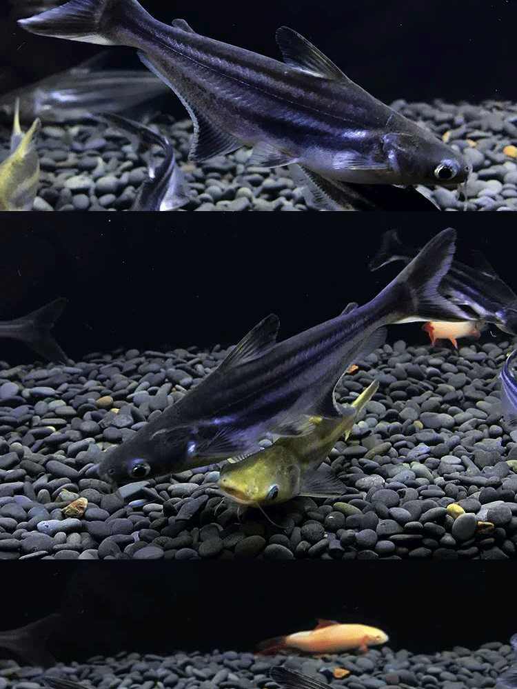 萌萌哒成吉思汗鲨鱼活鱼大白鲨大型虎鲨宠物鱼凶猛巨型淡水蓝鲨观赏