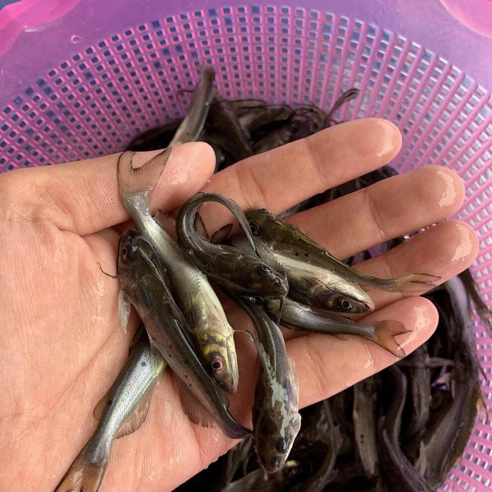cmcm斑点叉尾鮰鱼苗班点梭边鱼钳鱼鲶鱼科淡水好养殖食用耐活本地 叉