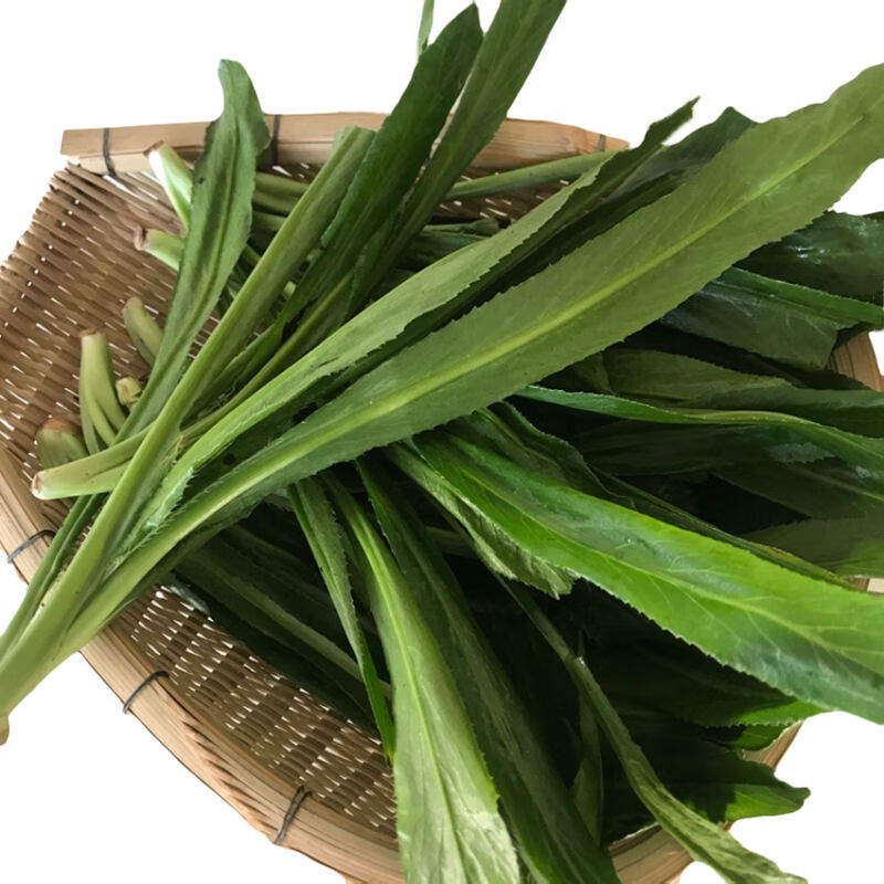 云南新鲜傣味大香菜缅甸老缅芫荽农家自种刺芹撒撇拌菜作料蘸水 1斤