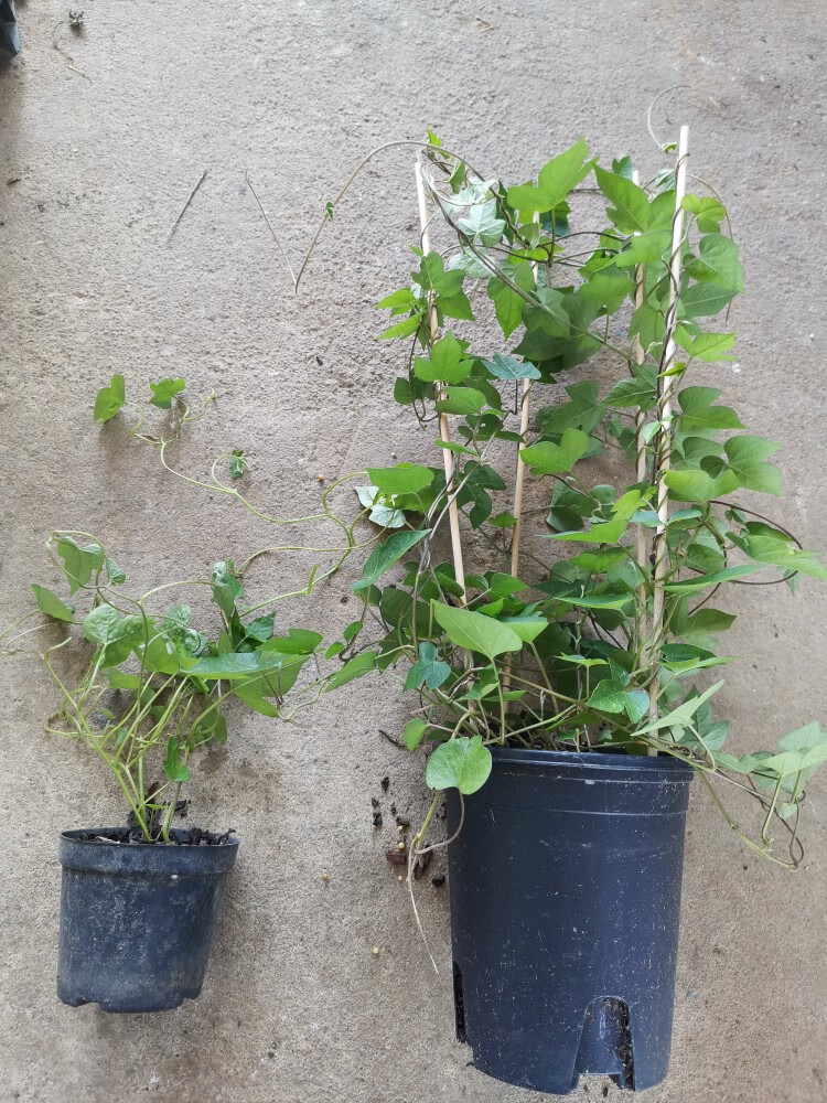 英国牵牛花丰花爬藤喇叭花苗宿根多年生植物耐寒耐热四季开花机器英牛