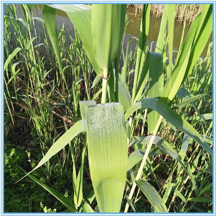 棠鲜生新鲜粽叶芦苇叶粽子叶天然新叶200片粽叶2包棕绳