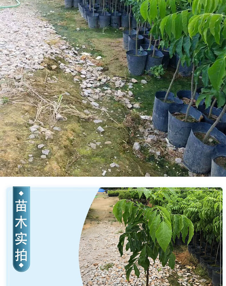 雞心樹苗無核甜黃皮苗嫁接果苗盆栽水果樹苗花園庭院綠植物當年結果