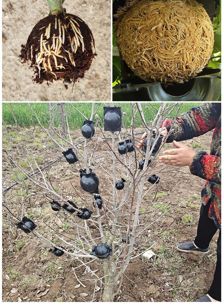 boussac植物高压盒 扦插嫁接生根盒高空压条生根杯无性繁殖控根器花盆
