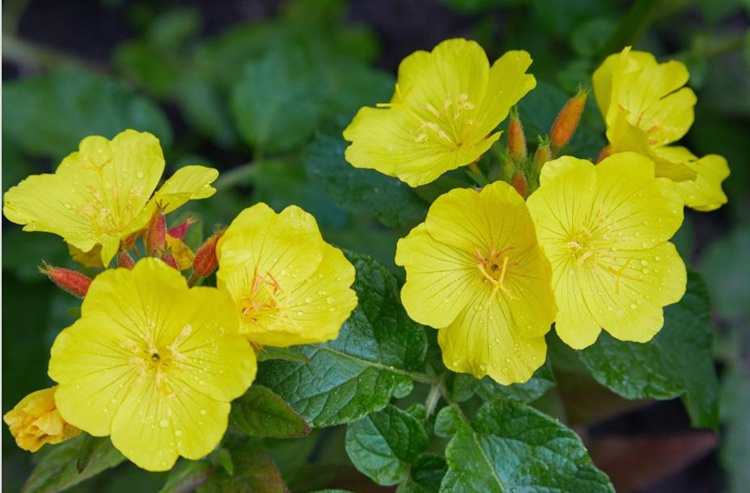黄花月见草种子春秋播种待霄草耐旱耐盐碱香味观赏盆栽夜来香种籽明