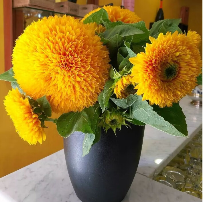 矮生向日葵盆栽苗 玩具熊 耐热阳台庭院四季观赏盆栽植物花卉 金太阳