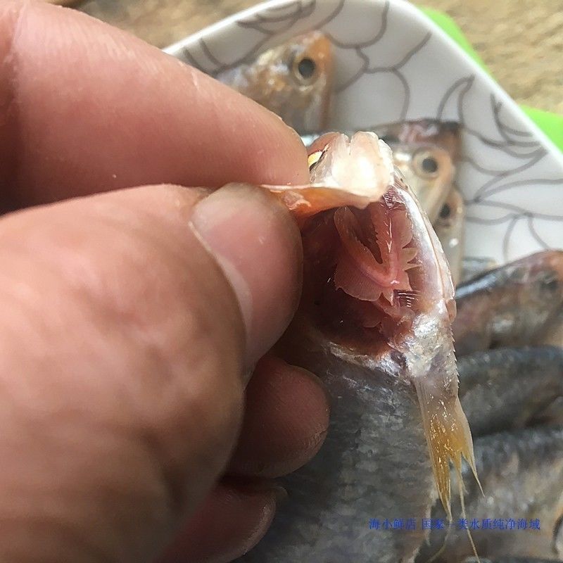 扣魚毛扣魚黃鯽子魚海魚海鮮15斤騰旺納躍小號黃鯽魚四斤經濟裝油炸型