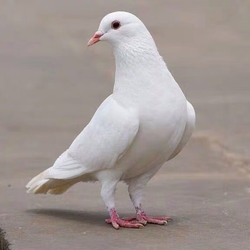 【京选推荐】鸽子活肉鸽信鸽赛鸽观赏鸽白羽王银王瓦