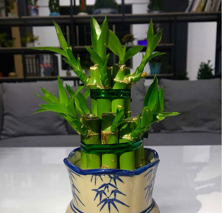 汇泉十三层节节高富贵竹宝塔水培绿植客厅办公室盆栽室内净化空气植物